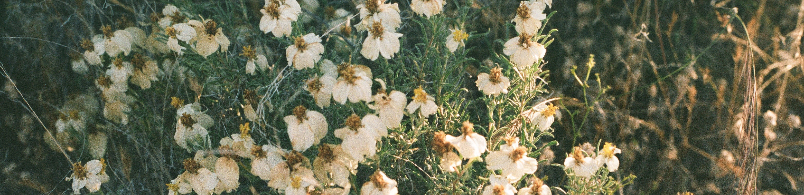 white flowers with green leaves and stems