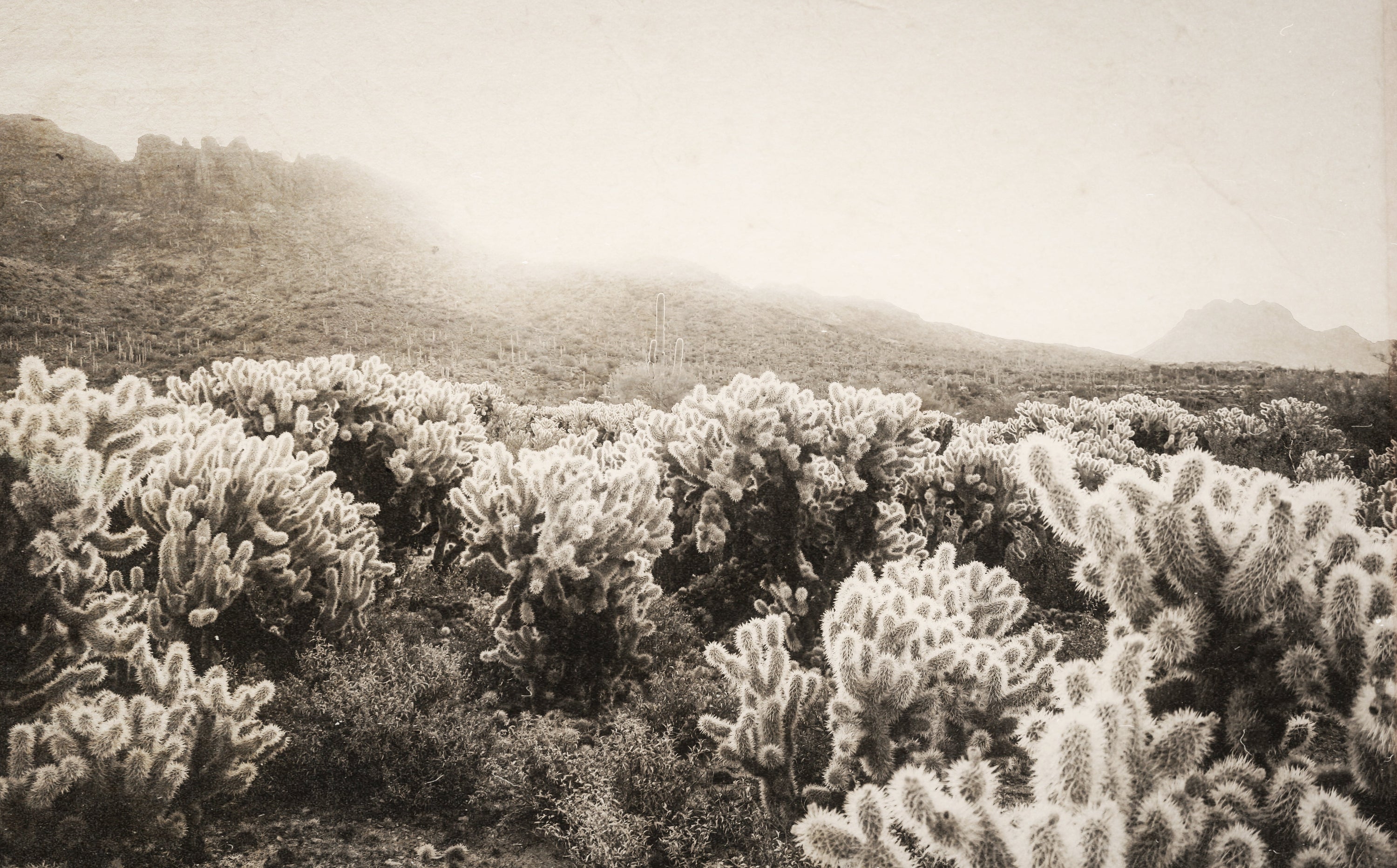 Black and white image of the desert landscape with cholla cacti and mountains.