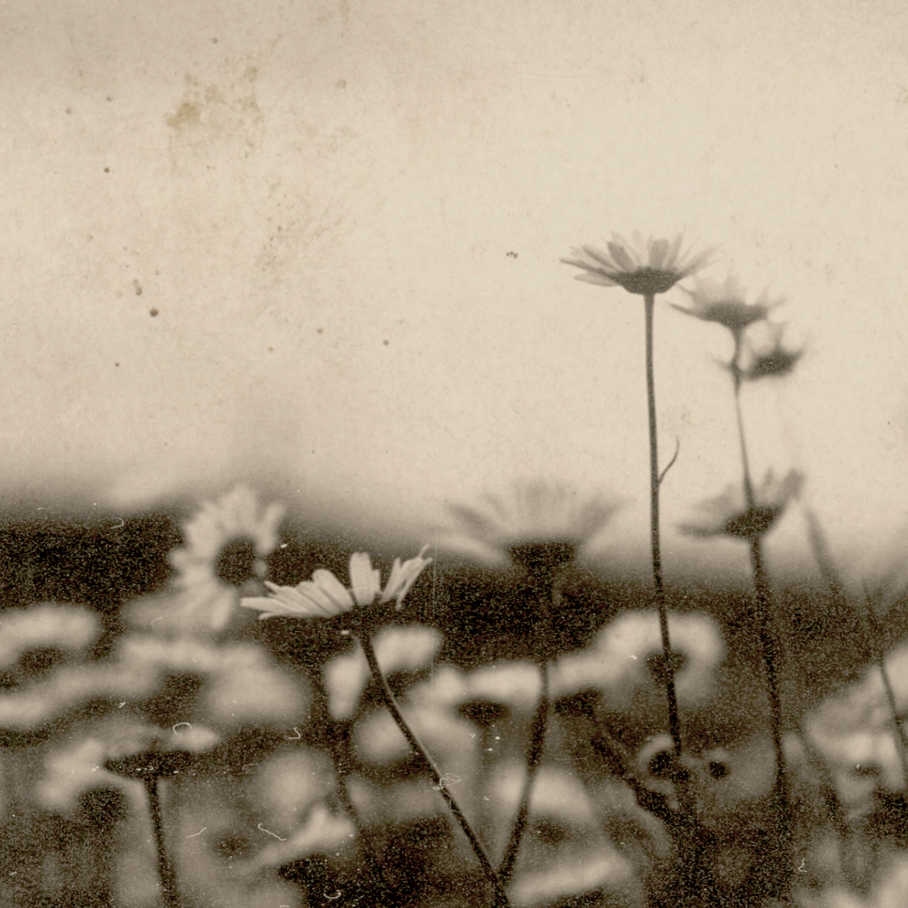 Sepia image of flowers in a field