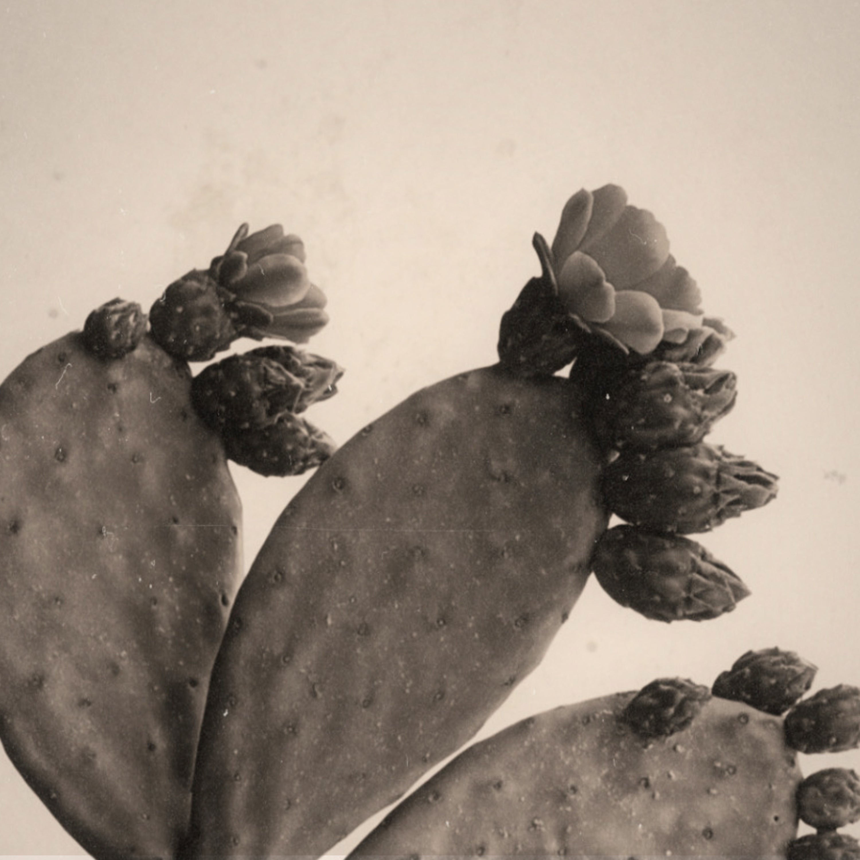 Sepia image of prickly pear cactus