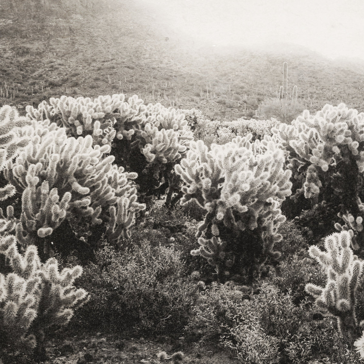 black and white image of cholla cacti and a mountain in the distance