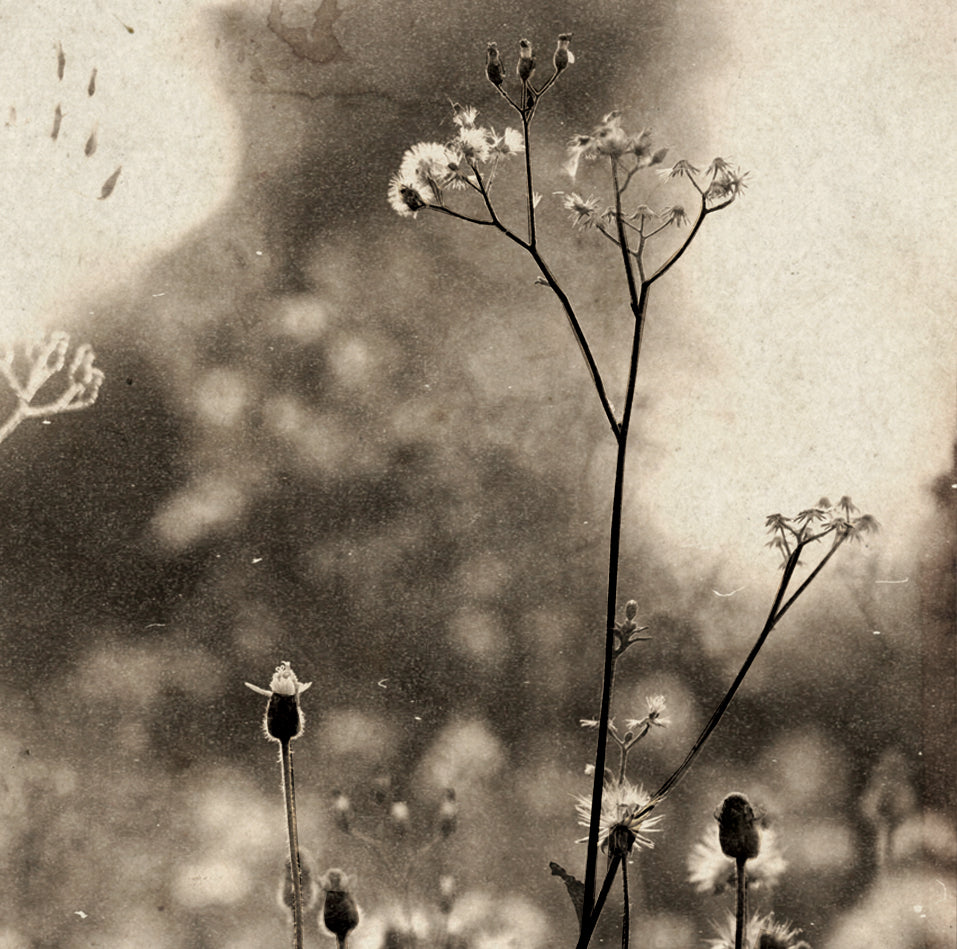Sepia colored image of flowers