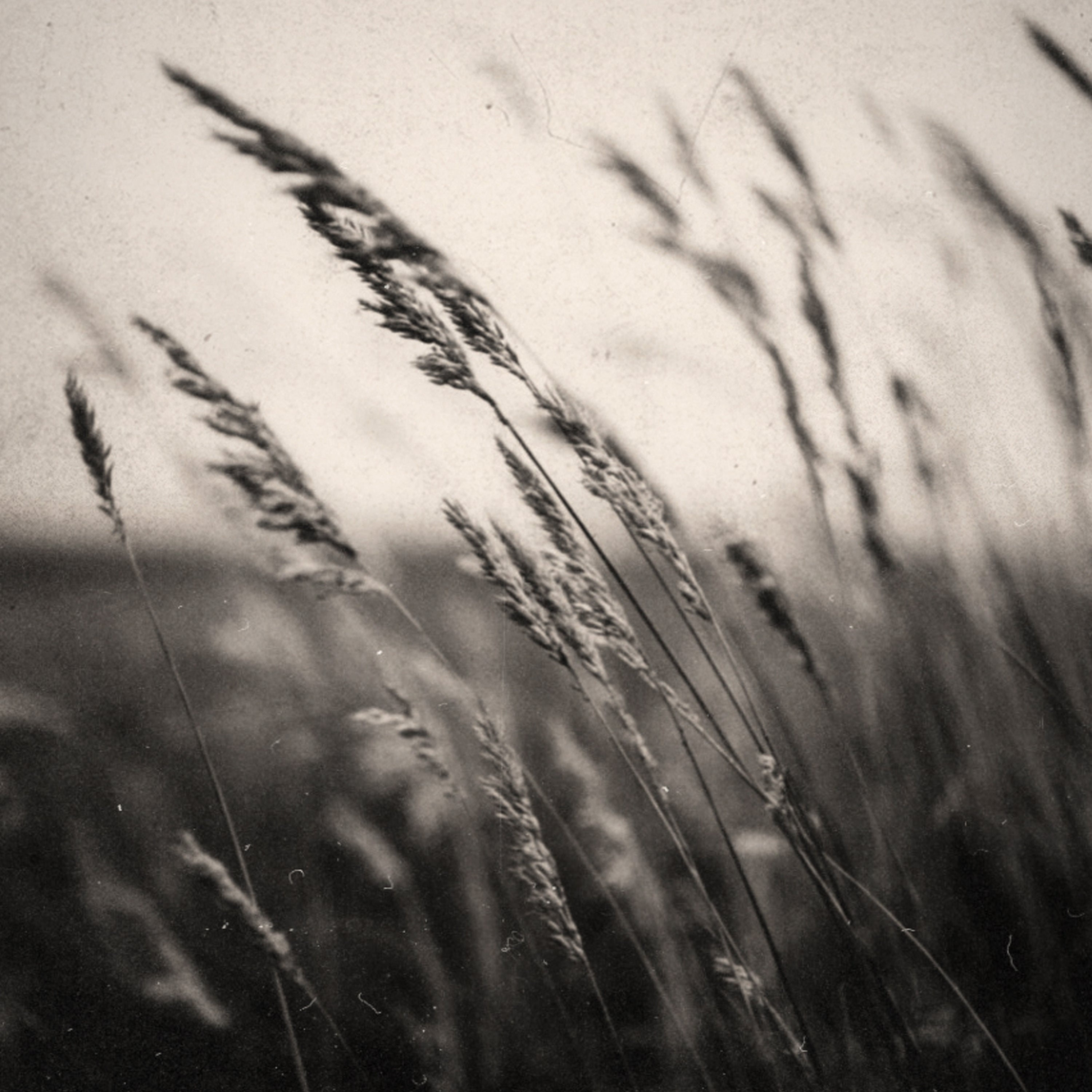 black and white image of prairie grasses