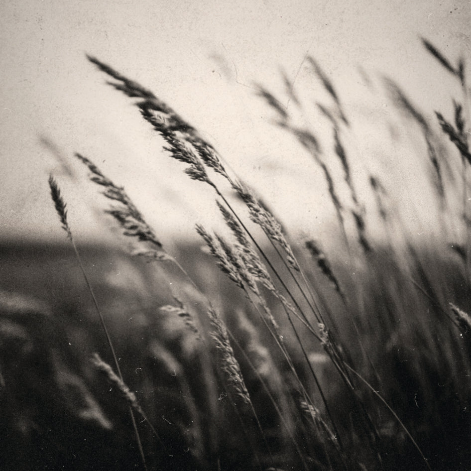 Black and white photograph of tall grasses swaying in a field, with shallow depth of field and a soft, hazy background.