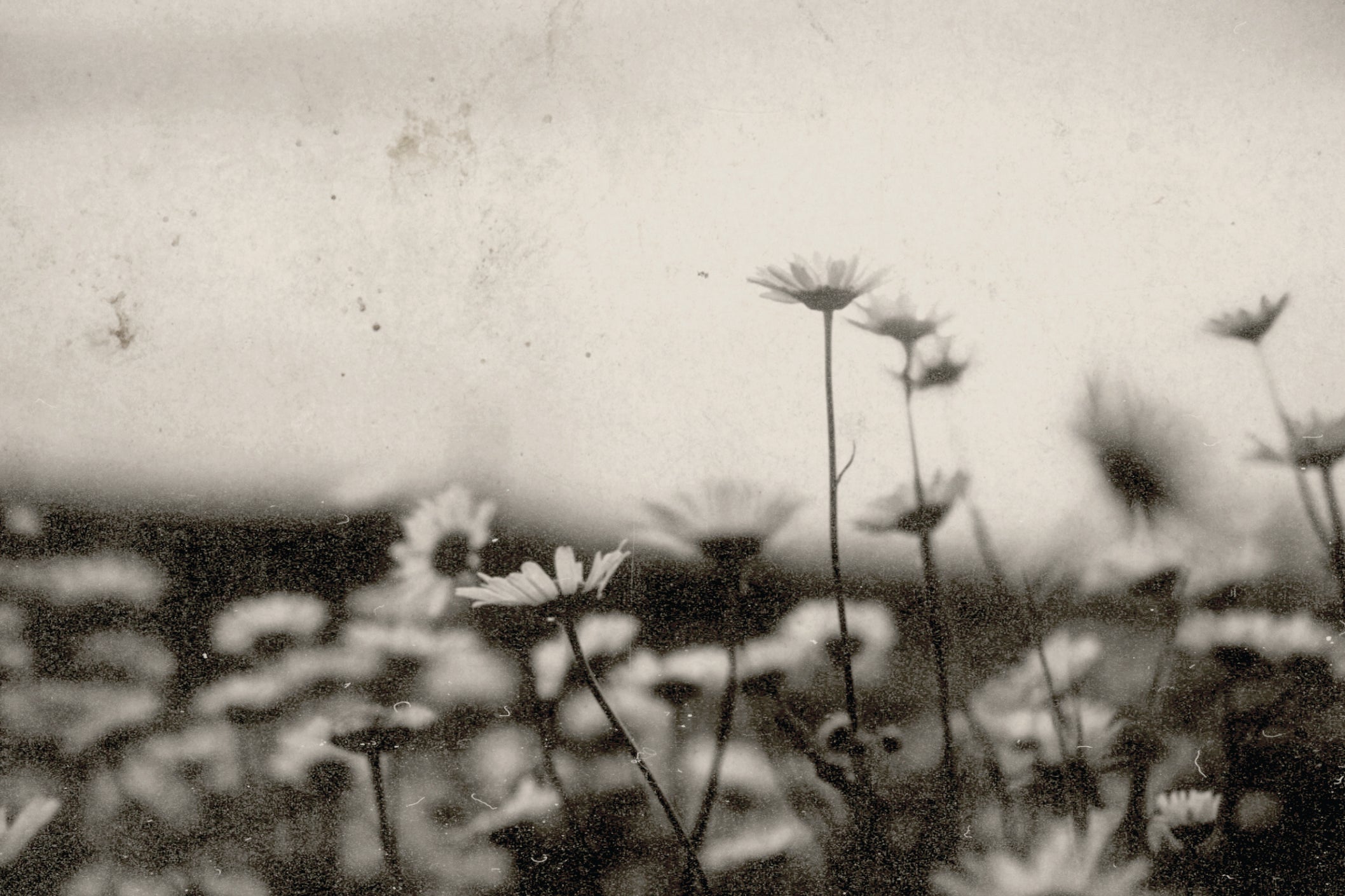Vintage-style black and white photograph of small daisy-like flowers in a field, with a soft blurred background and distressed, aged paper texture.