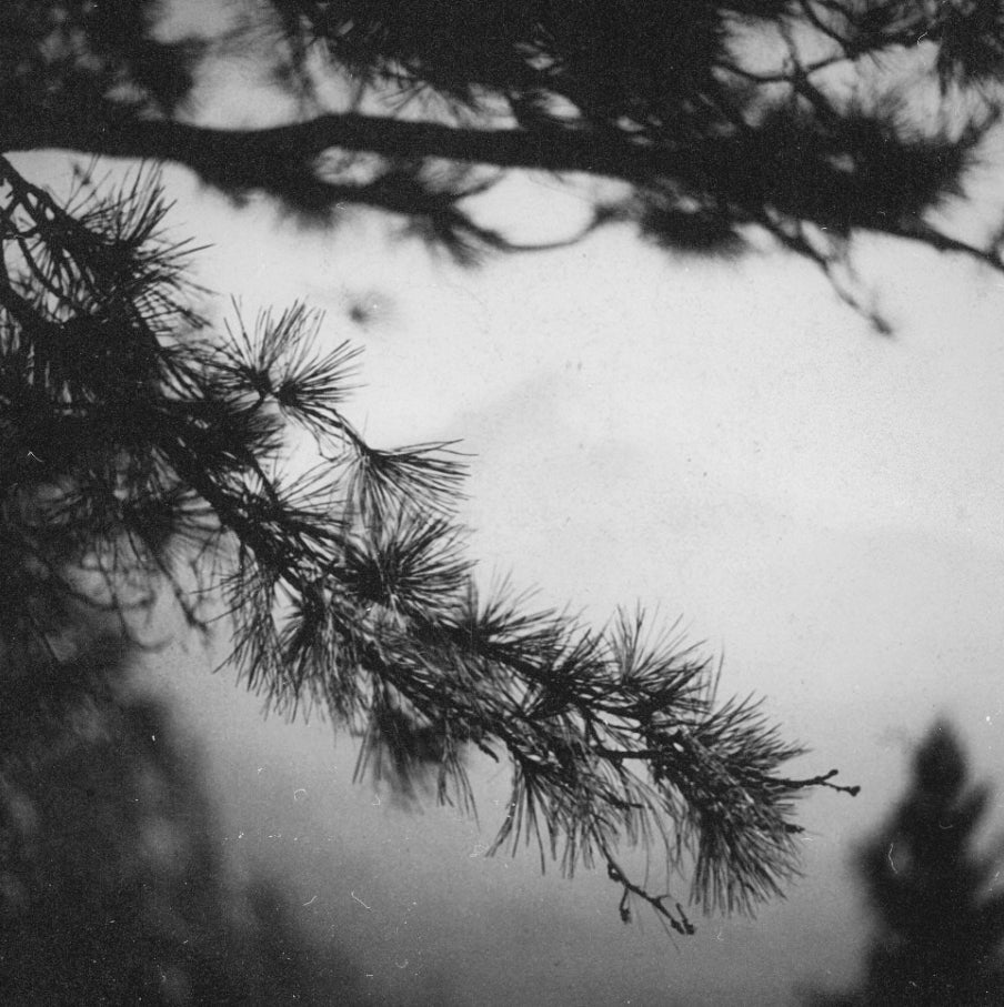 Black and white photograph of pine tree branches with needles silhouetted against a bright sky.