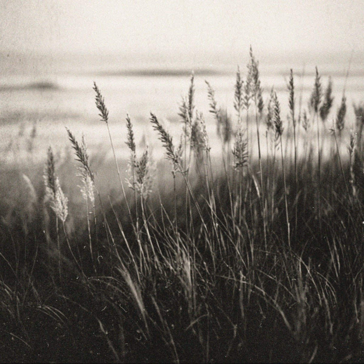 A black and white fine art photograph of coastal beach grasses swaying in the wind, with a soft, misty shoreline in the background.