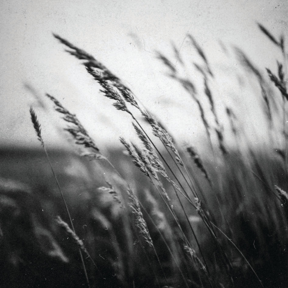Black and white image of prairie grasses.