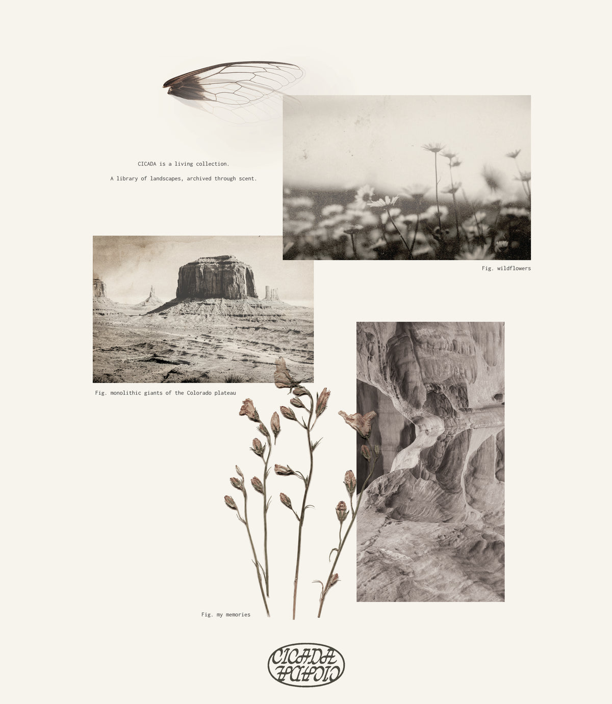 A square art print or poster featuring a collage of black and white landscape photographs and botanical illustrations on a warm off-white background. Visible text includes 'CICADA' and 'A library of landscapes, archived through scent.