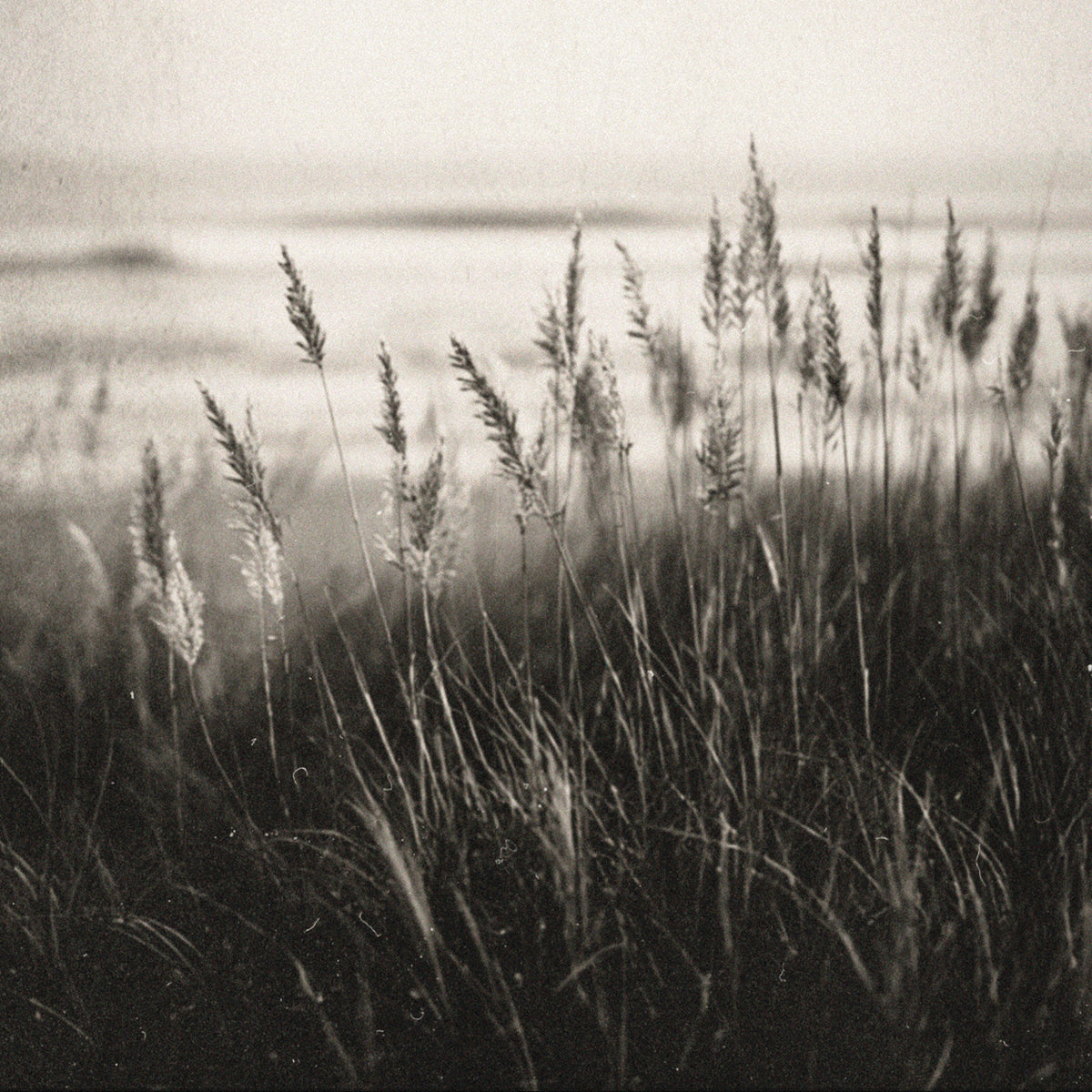 Black and white image of coastal grasses