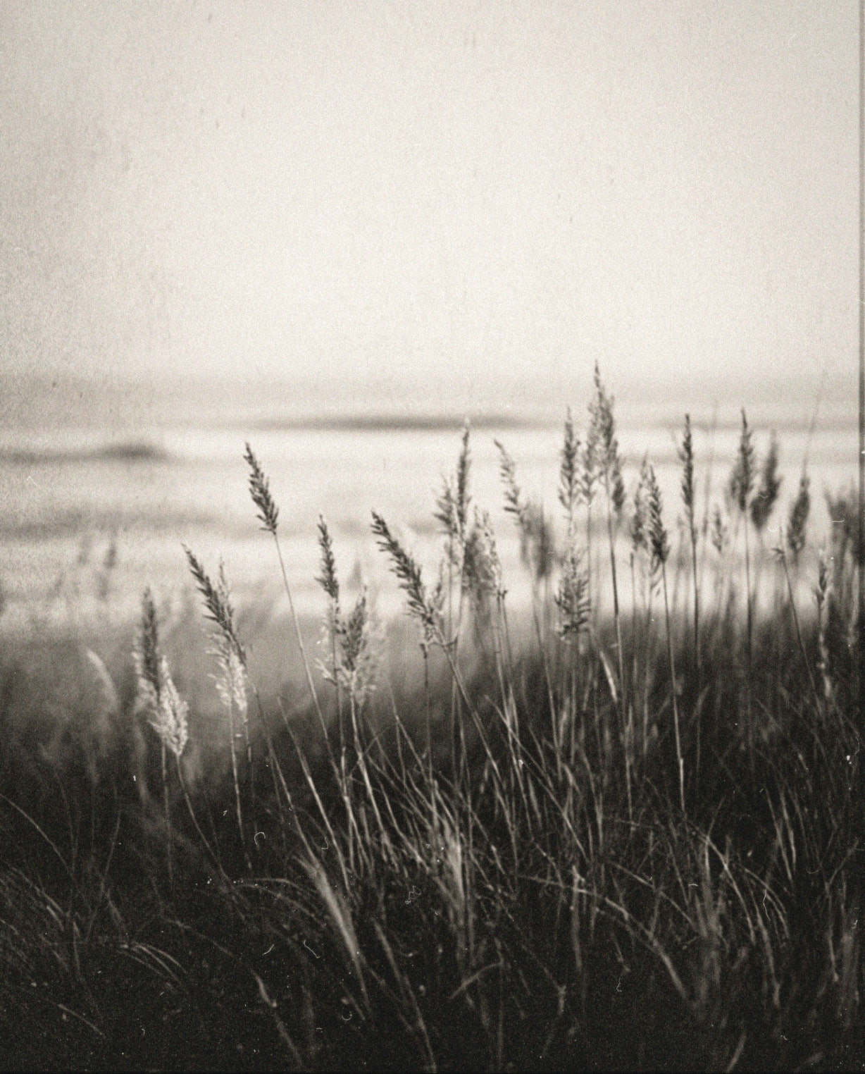 A black and white fine art photograph of beach grass in the foreground with a soft, misty ocean and sky in the background.