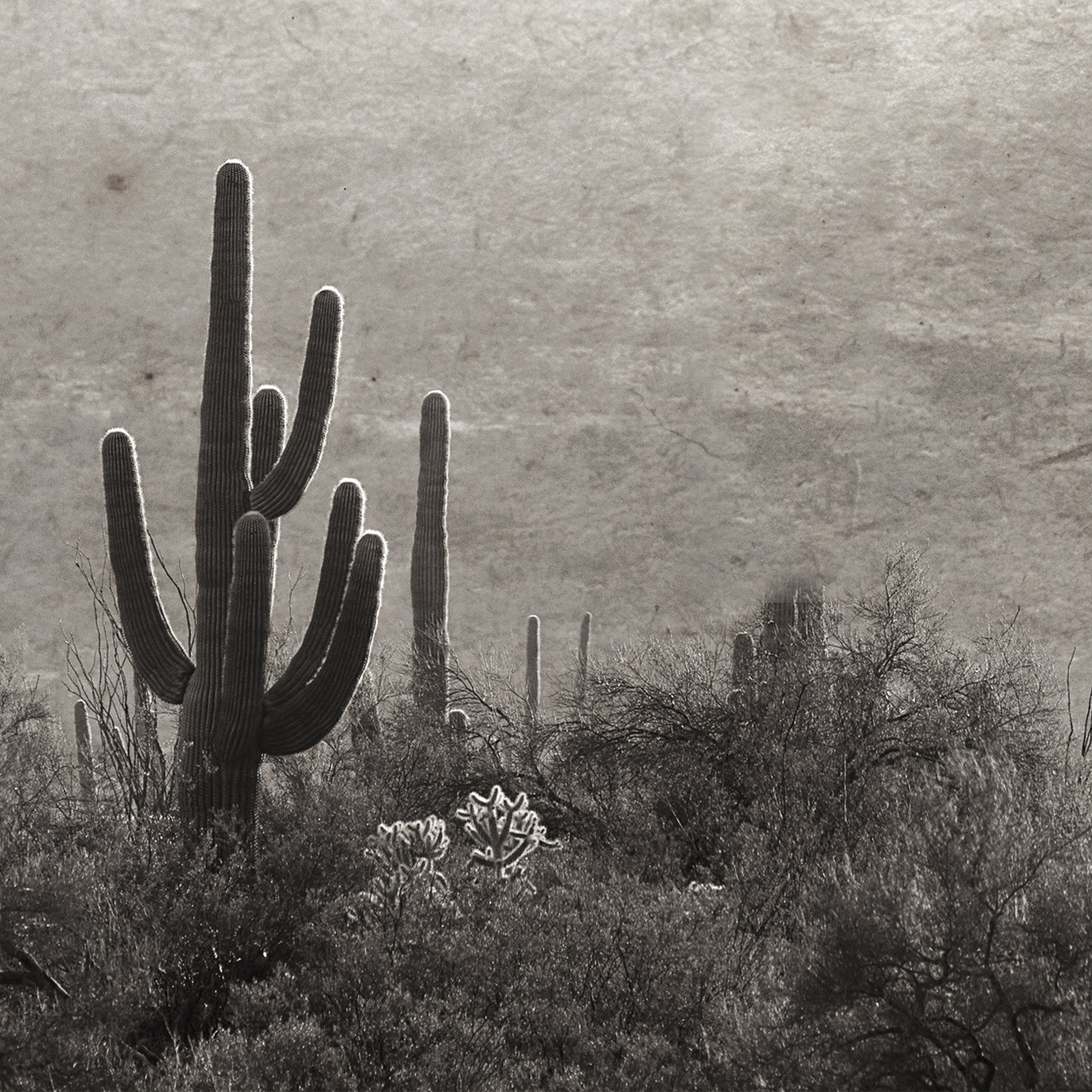 A sepia-toned desert landscape print featuring a large saguaro cactus in the foreground, smaller cacti and shrubs, and a textured sky background.