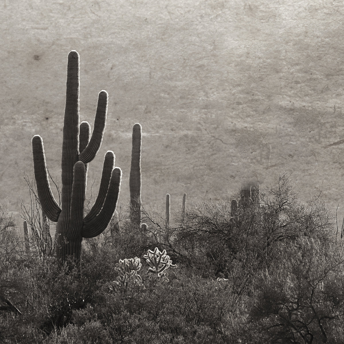 A sepia-toned desert landscape print featuring a large saguaro cactus in the foreground, smaller cacti and shrubs, and a textured sky background.