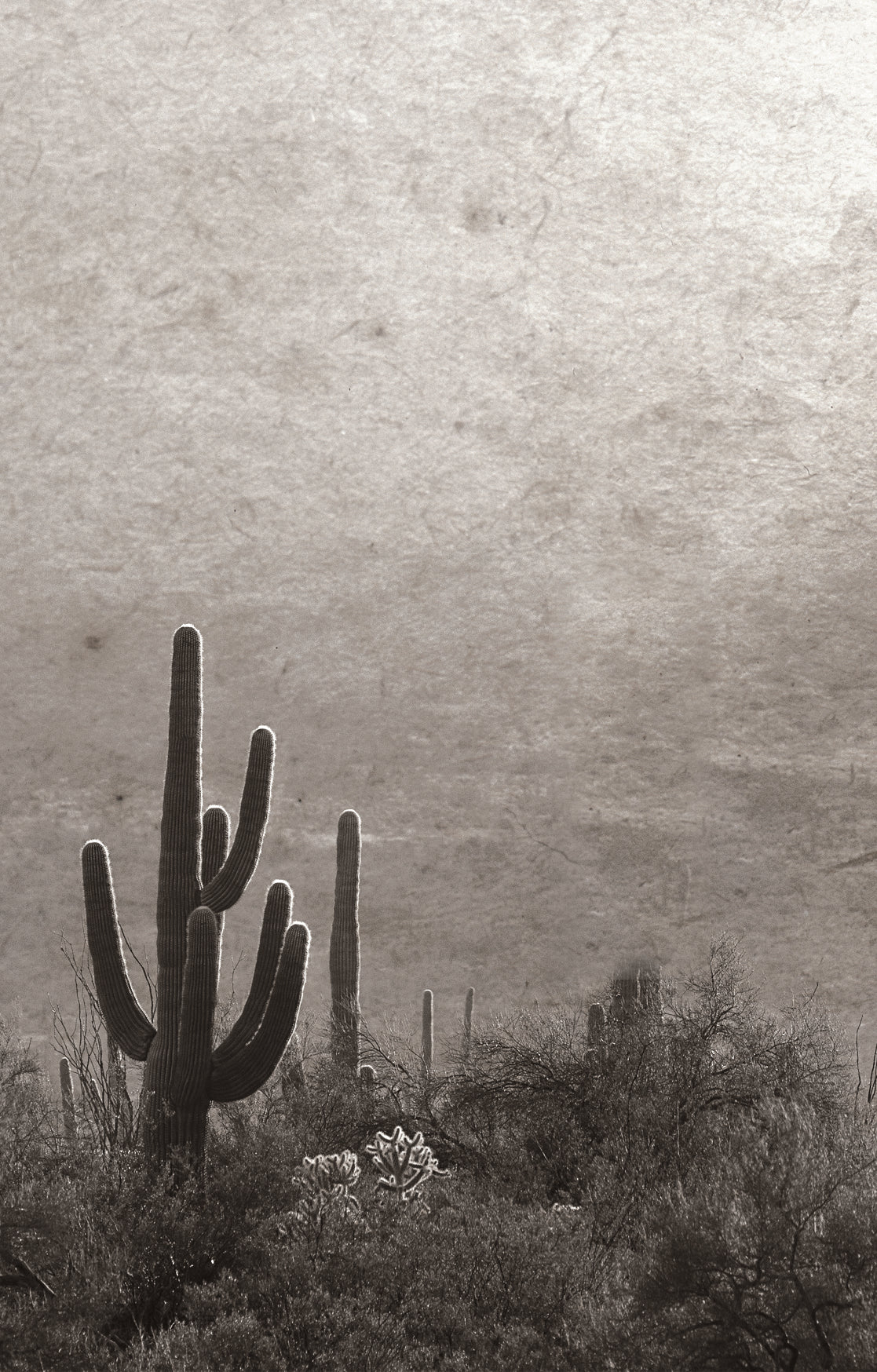 A sepia-toned desert landscape print featuring saguaro cacti and shrubs against a textured, cloudy sky.