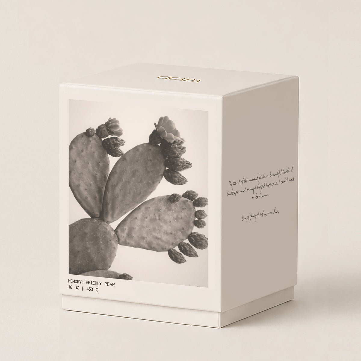 A square cream-colored 16 oz candle box with a black-and-white photograph of a prickly pear cactus on the front, gold 'CICADA' branding on the lid, and handwritten-style text on the side, photographed on a warm off-white background.