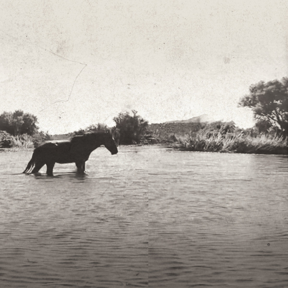 A vintage black and white photograph depicting a horse standing in shallow water near a riverbank with trees in the background.