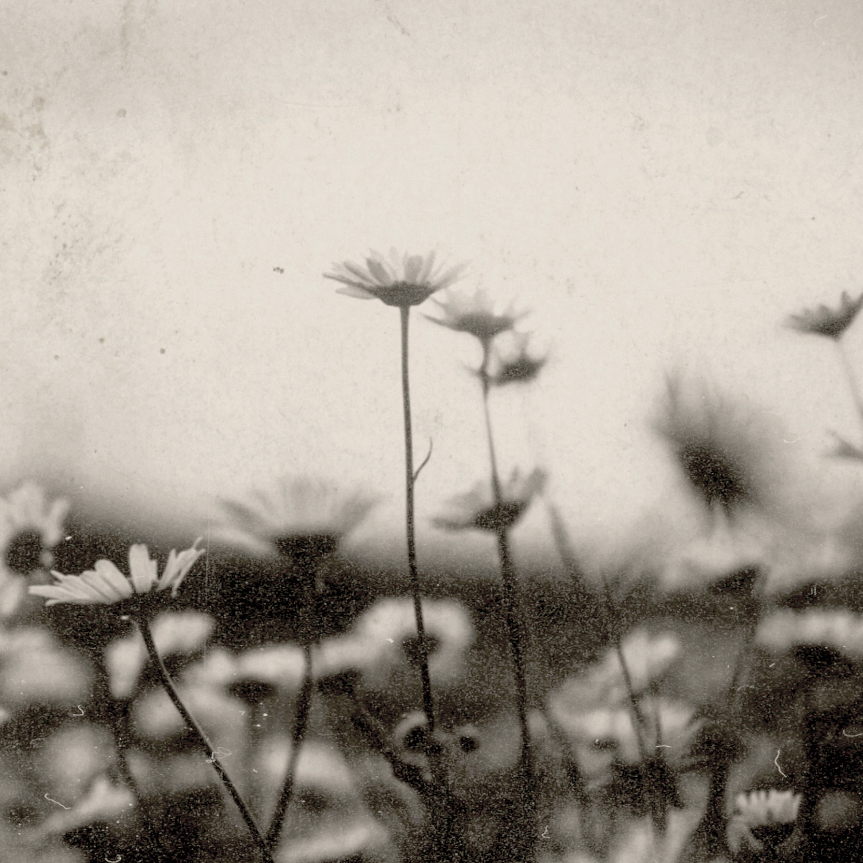 A sepia-toned artistic photograph of delicate daisy-like flowers on thin stems, with a soft blurred background and a textured, vintage paper appearance.
